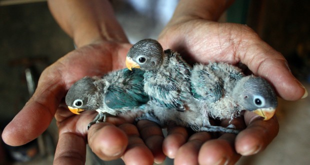 peternak tunjukkan anak burung jenis bird berita daerah peternak tunjukkan anak burung jenis bird berita daerah