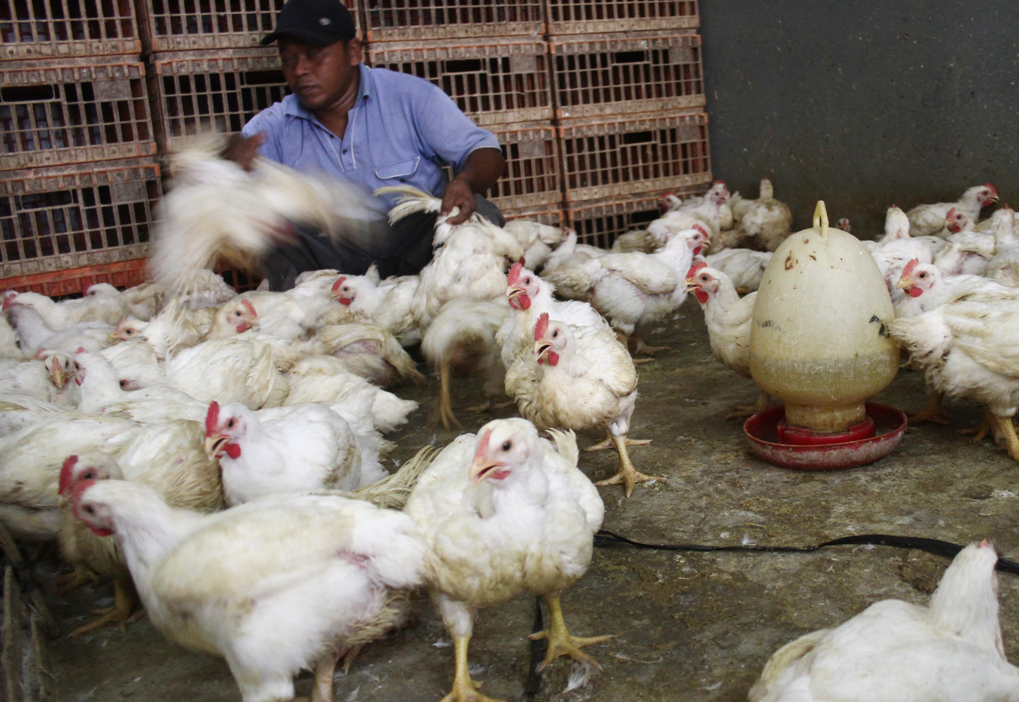 komoditi daging ayam di kebalen malang jawa timur berita daerah komoditi daging ayam di kebalen malang jawa timur berita daerah