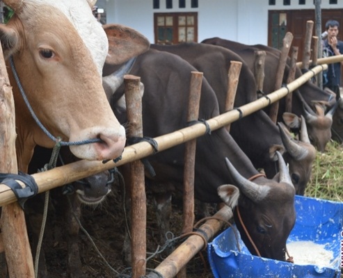 kementan berikan bantuan sapi potong bibit di kalimantan kementan berikan bantuan sapi potong bibit di kalimantan