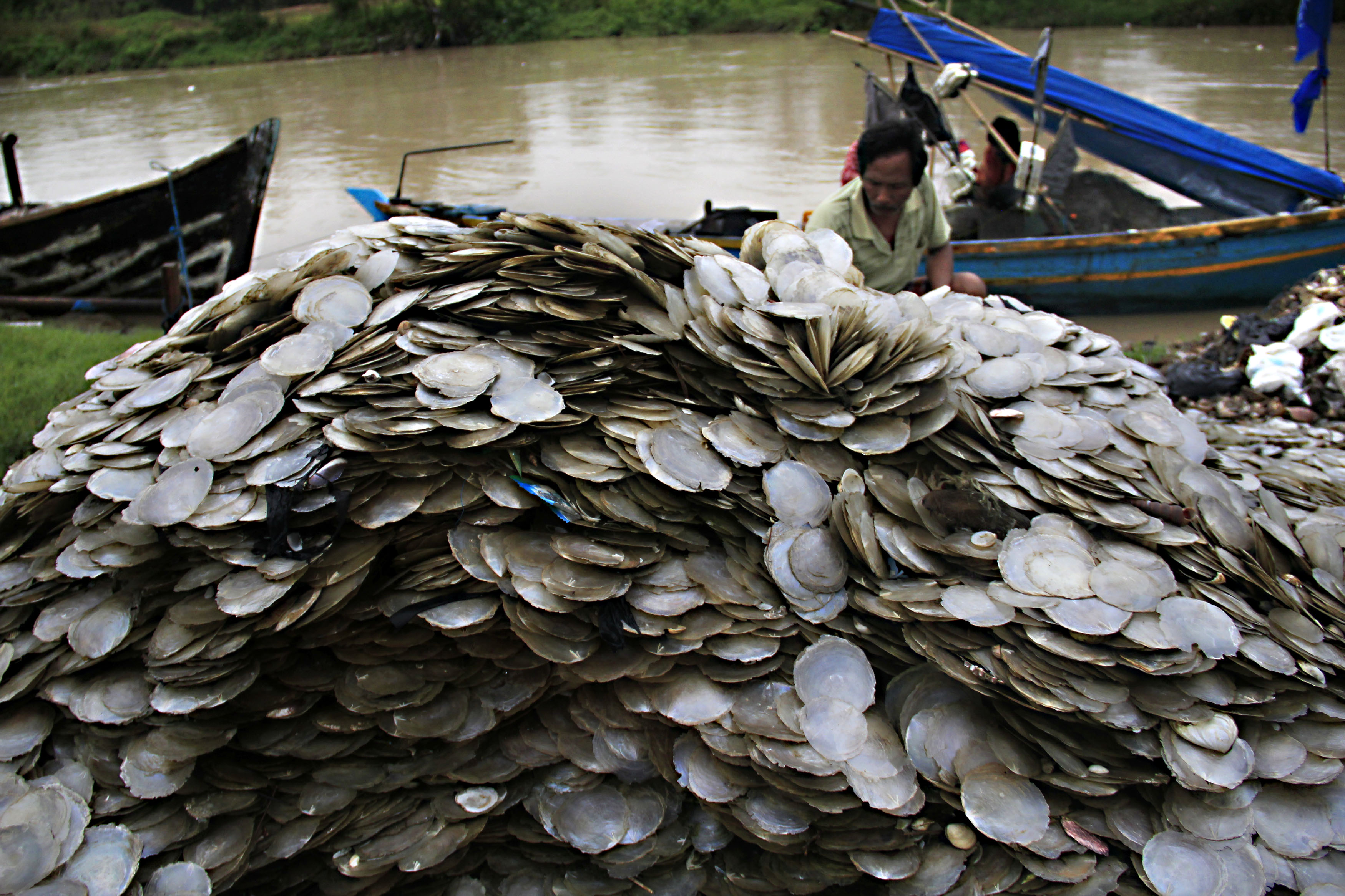 musim kerang simping ditepi sungai cibanten karangantu musim kerang simping ditepi sungai cibanten karangantu