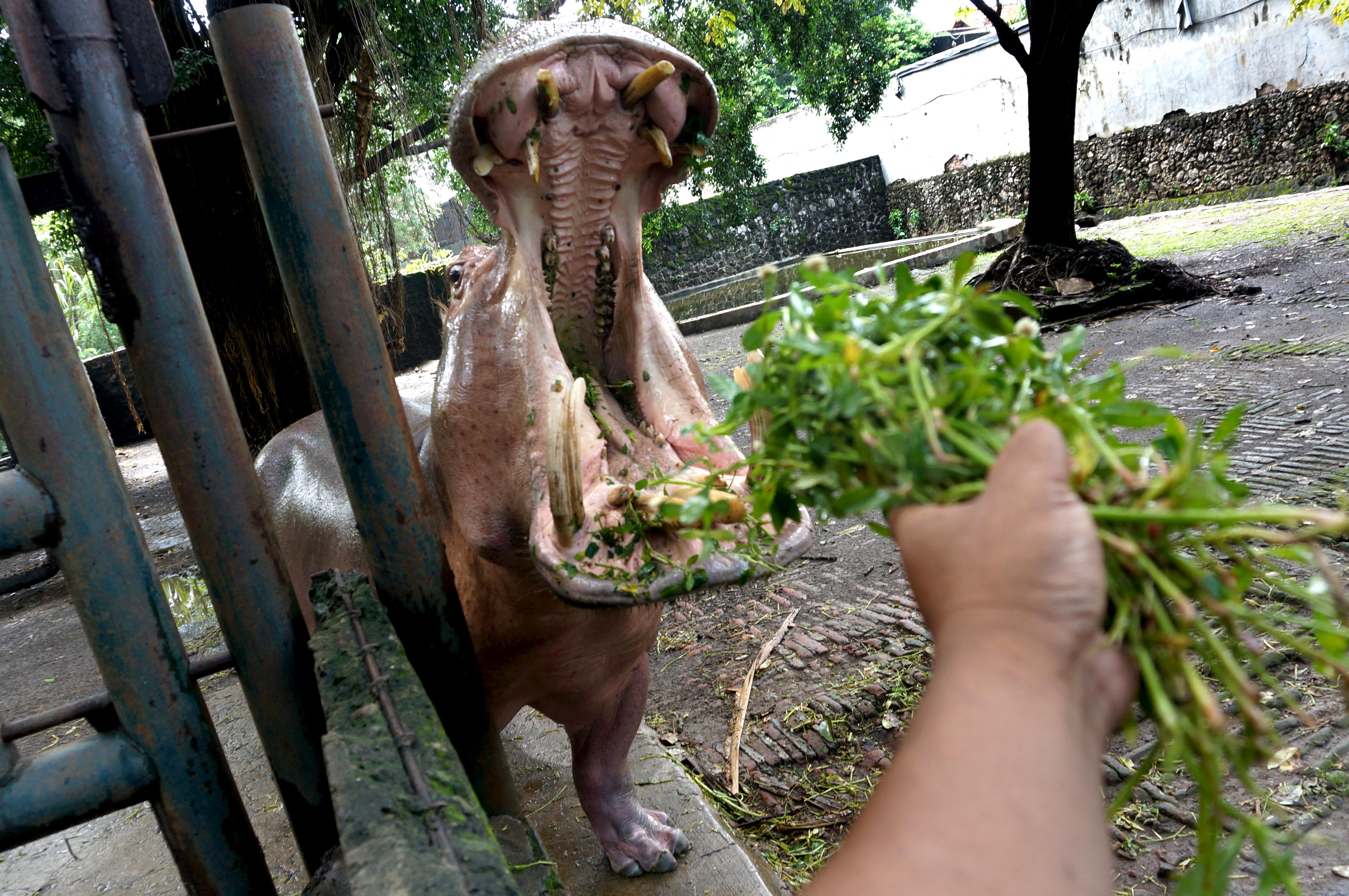 video kebun binatang surabaya video kebun binatang surabaya