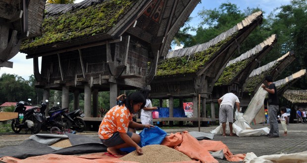 Sejumlah warga menjemur gabah hasil panen di halaman Tongkonan di Ketekesu, Tana Toraja, Sulsel, Jumat (28/2).
