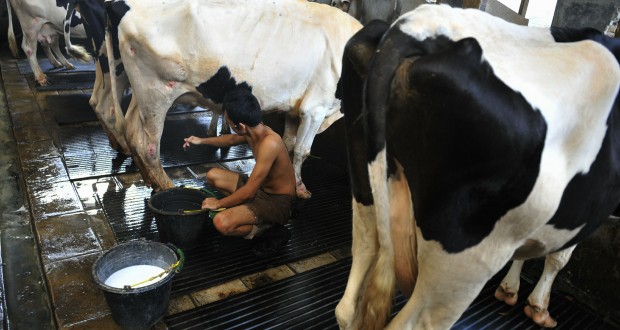 Pekerja memerah susu sapi di kawasan Duren Tiga, Jakarta
