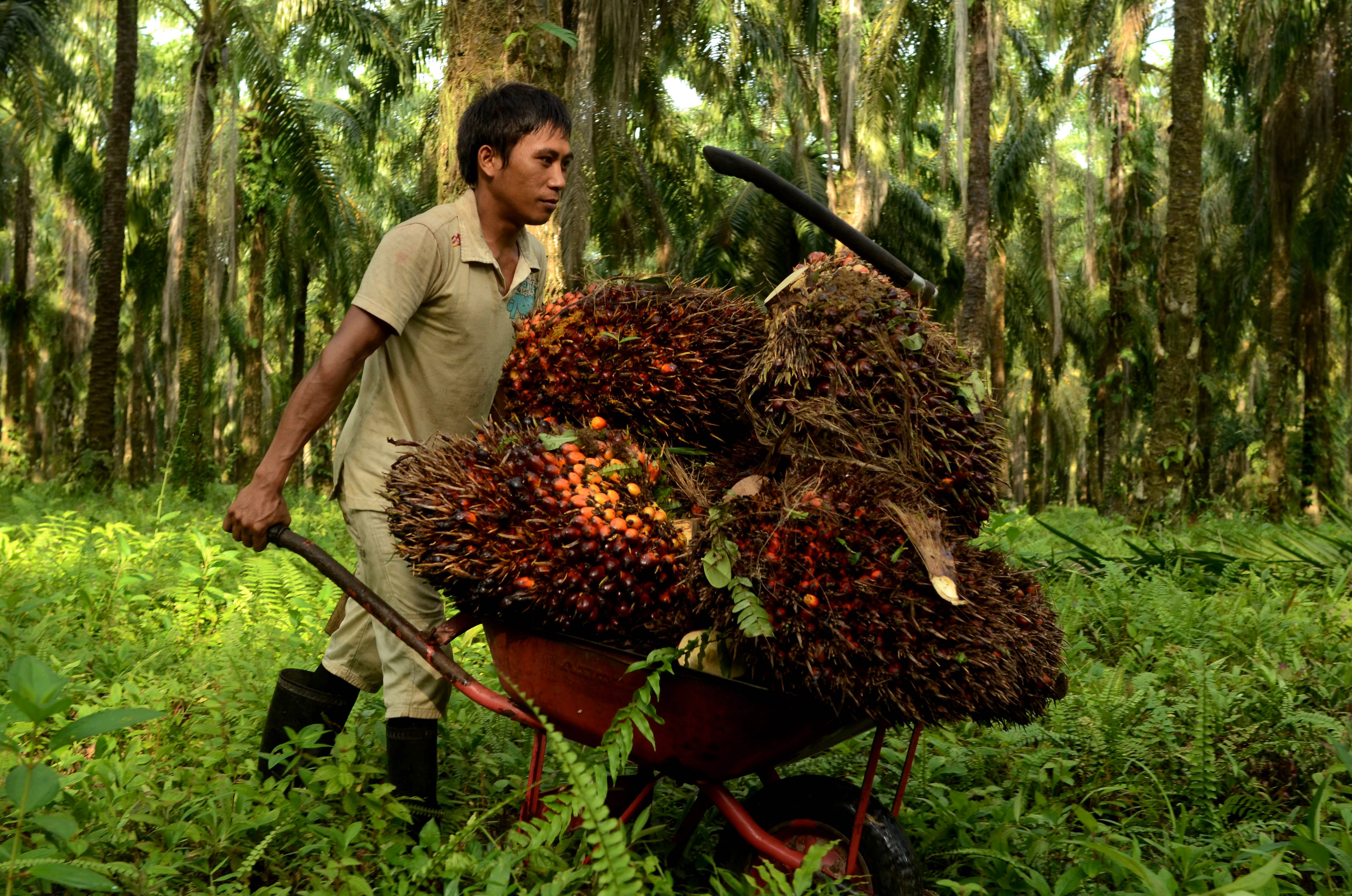 perkebunan kelapa sawit Kebijakan ini, membuat ekspansi perkebunan kelapa sawit indonesia melambat hingga 50% joko menilai, moratorium hutan melahirkan potential loss. perkebunan kelapa sawit Kebijakan ini, membuat ekspansi perkebunan kelapa sawit indonesia melambat hingga 50% joko menilai, moratorium hutan melahirkan potential loss.