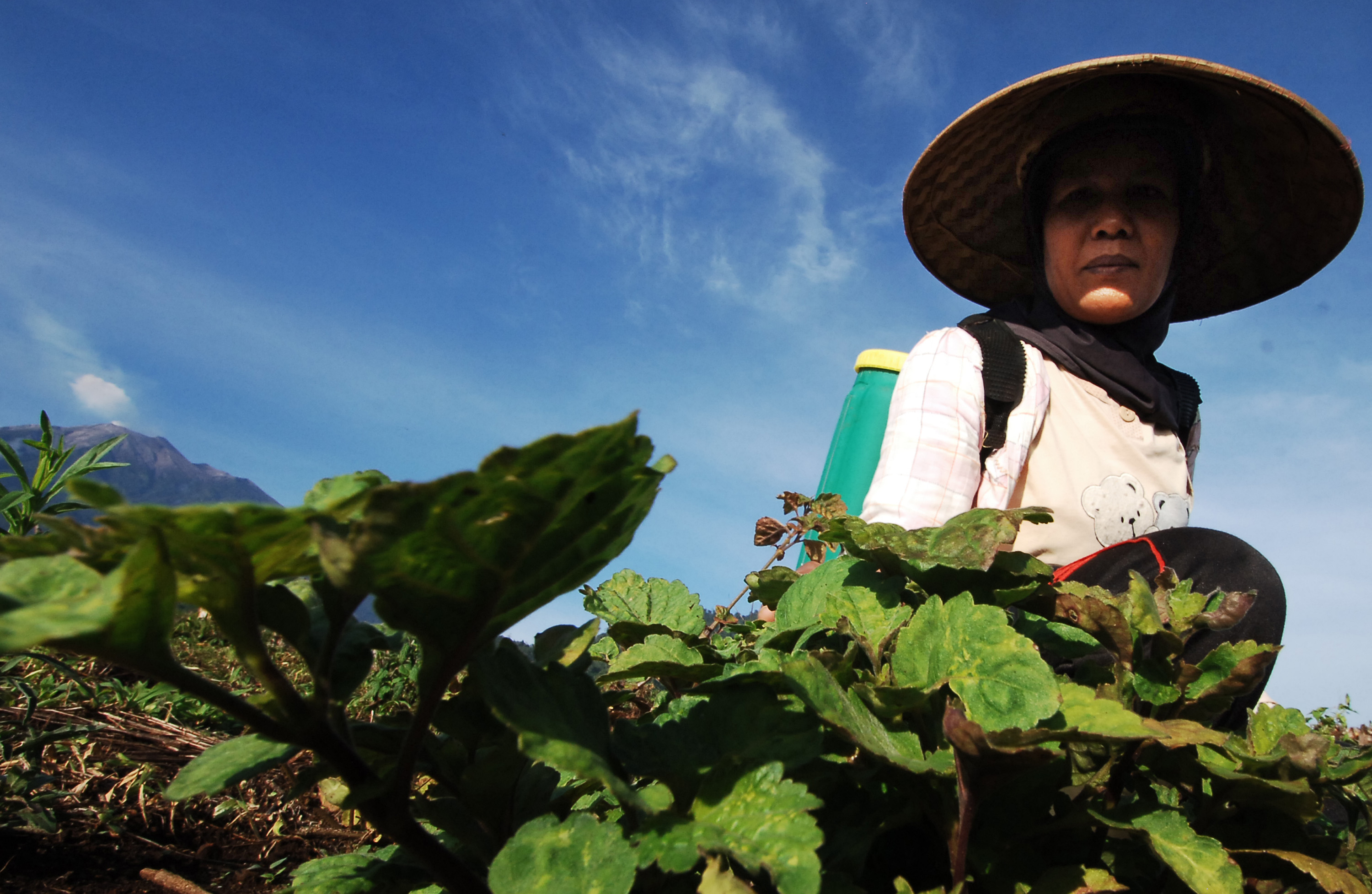 panen daun nilam di solok selatan sumbar berita daerah panen daun nilam di solok selatan sumbar berita daerah