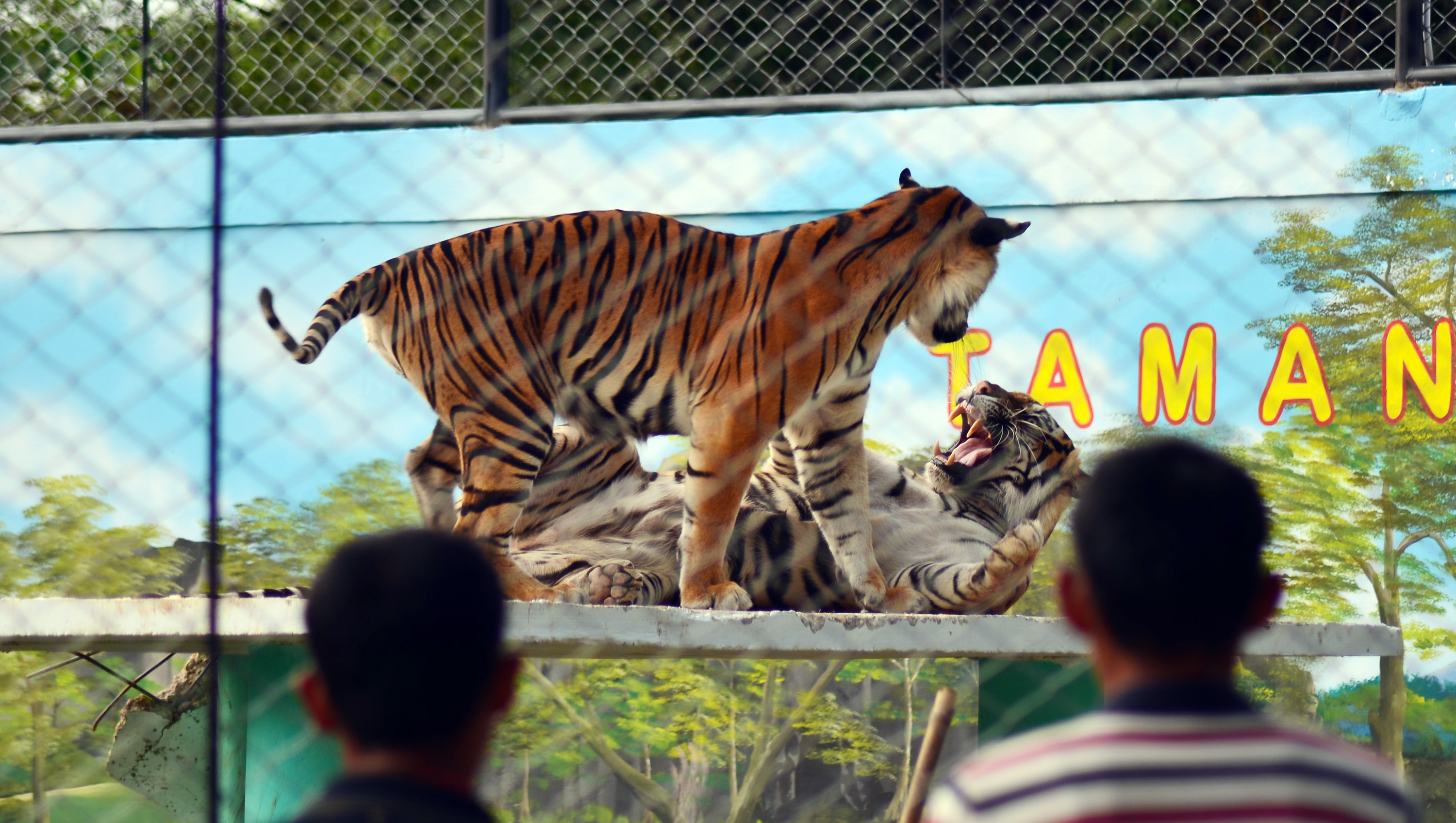 kebun binatang jambi kebun binatang jambi