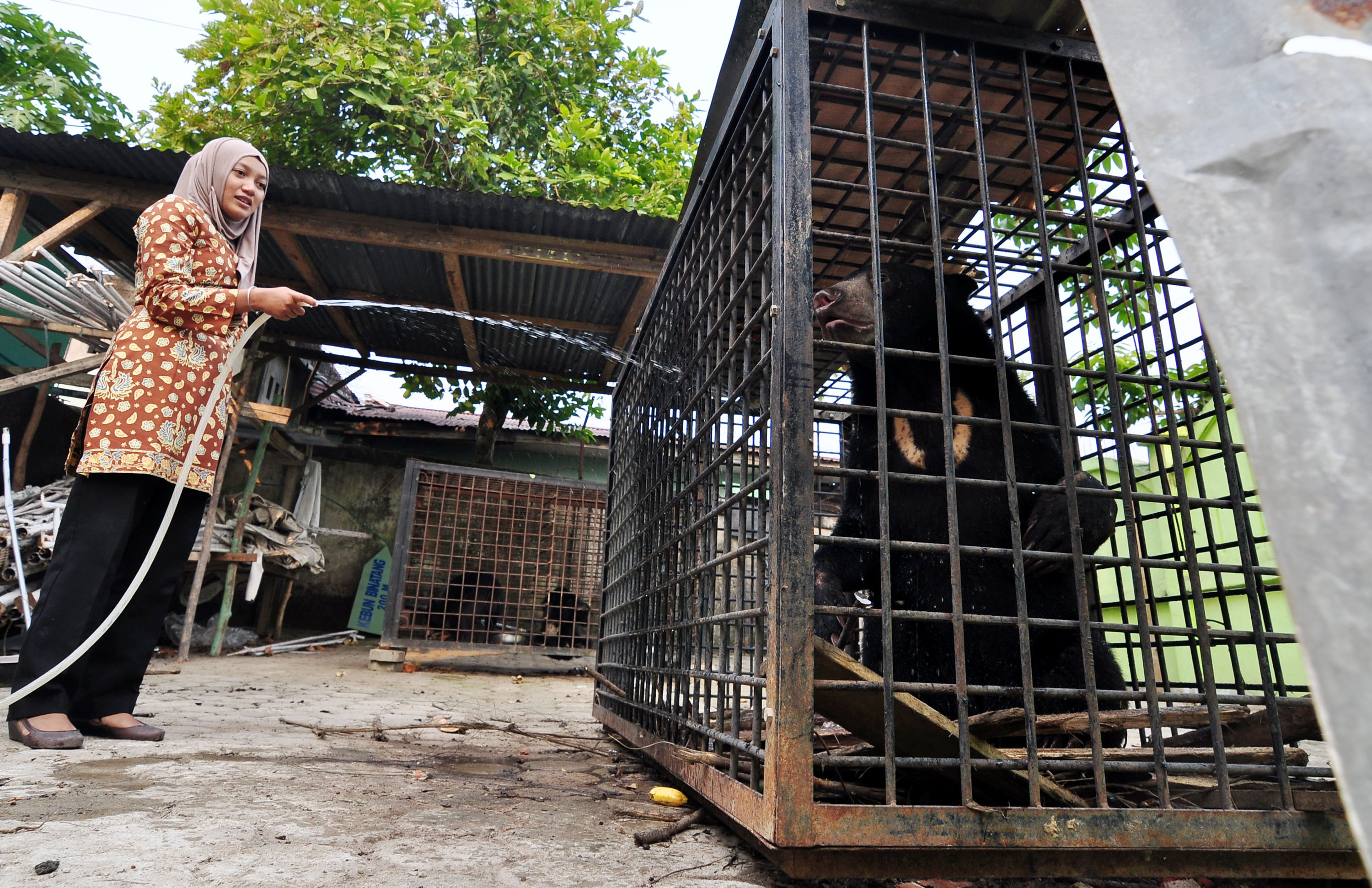 kebun binatang jambi kebun binatang jambi