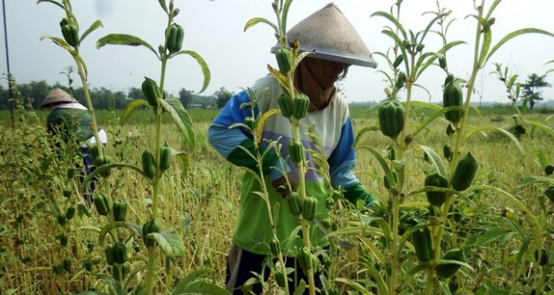 Hasil gambar untuk pohon wijen di indonesia