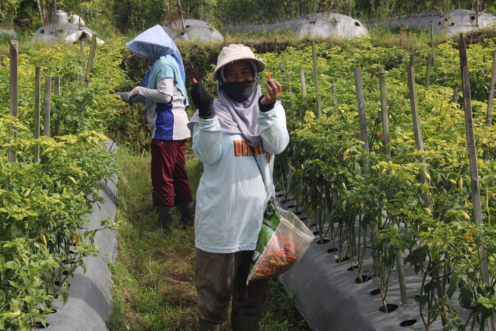 Sempat Meroket Harga Cabai Temanggung Berangsur Turun Berita Daerah