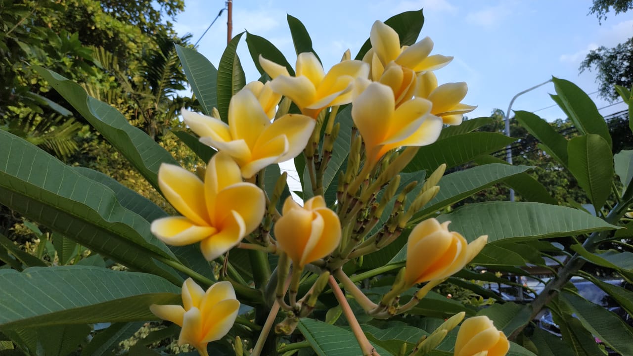  Bunga  Kamboja Mekar  Tanpa Mengenal Musim Berita Daerah