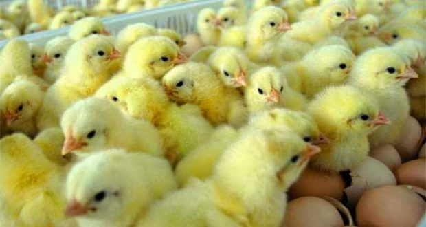 Kementerian Pertanian dan peternakan ayam broiler