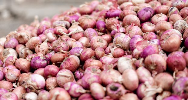 Panen Raya Bawang Merah di Bima Harga Naik, Pendapatan Petani