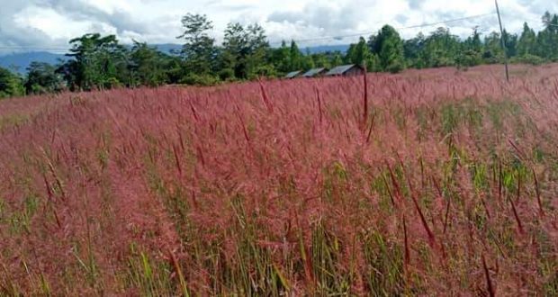 Rumput Mei Ilalang nan Cantik dari  Wamena  Berita Daerah