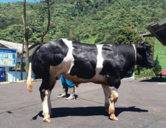 Jumlah Populasi Sapi Potong Jawa Timur Terbanyak di Indonesia - Berita