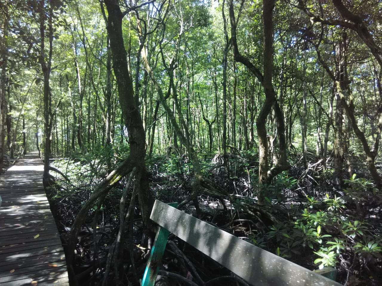  Keindahan  Hutan  Mangrove Tarakan Berita Daerah