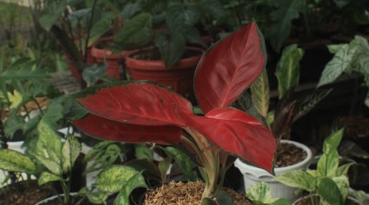  Aglaonema  Suksom  Populer di Masa Pandemi Berita Daerah