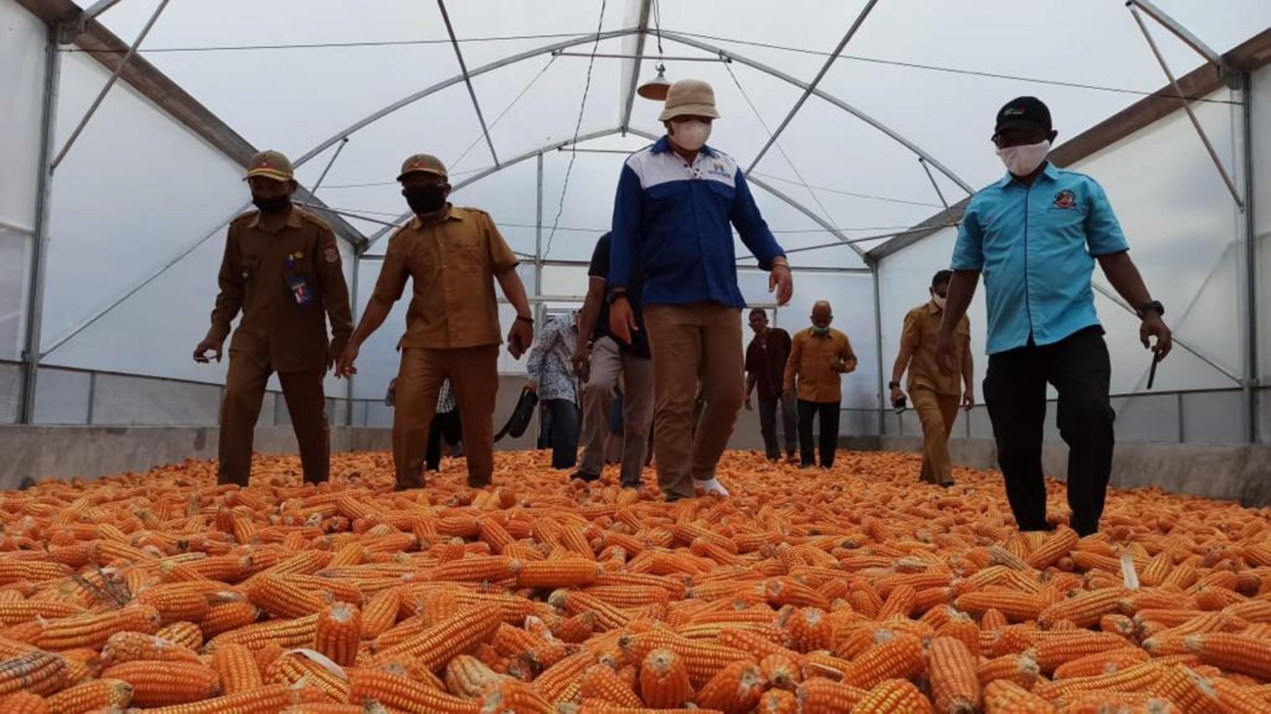 Produksi Jagung