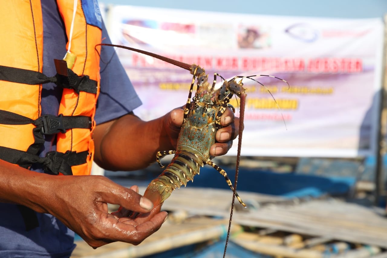 Makanan Laut Alternatif