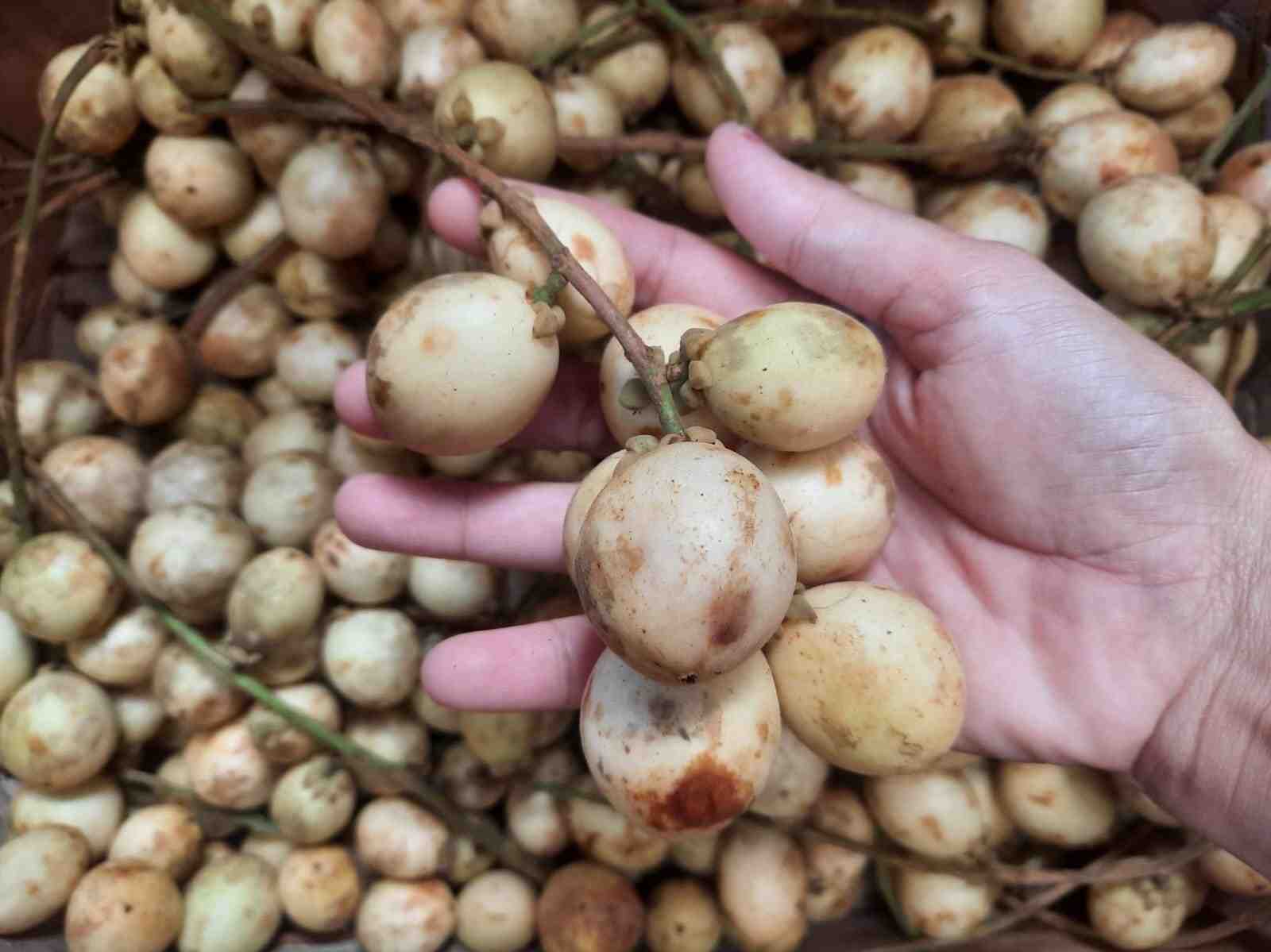 Buah Rambai, Buah Musiman Khas Hutan Kalimantan - Berita Daerah