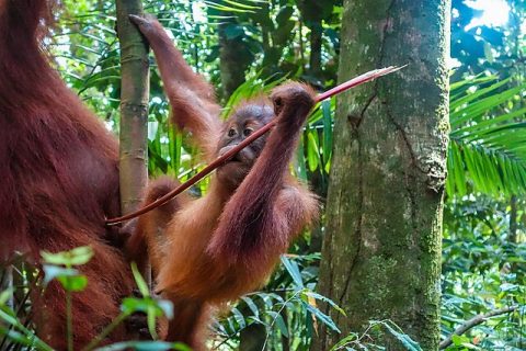 Bukit Lawang