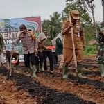 Jagung Merangin