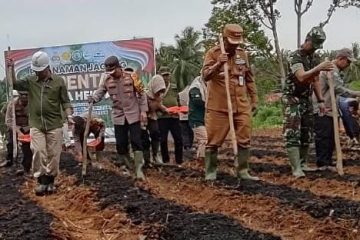 Jagung Merangin