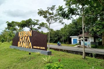 Kebun Raya Banua berhasil melampaui target pendapatan di 2024 dari target Rp1.3 Miliar dan berhasil terealisasi menjadi Rp1.6 Miliar