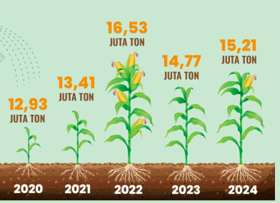 Jagung Indonesia